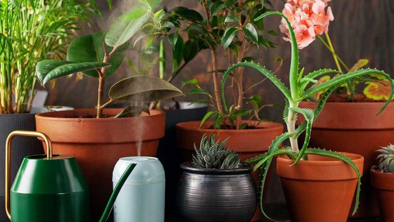 best humidifier for plant
